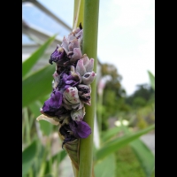 Thalia Dealbata (fam Marantacees) (sud-est USA) (3)